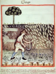 Ernte des Wintergetreides, Illustration aus Tacuinum Sanitatis Codex Vindobonensis
